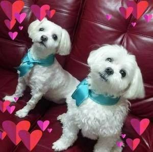 Meet your Posher, Clara